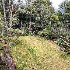 Panthera- Deciduous Forest #1 Exhibit