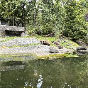 Panthera- Deciduous Forest #2 Exhibit