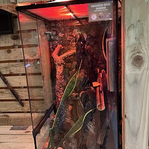 Madagascan hissing cockroach terrarium 1.9.25