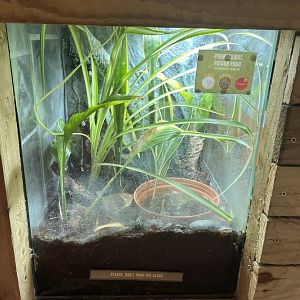 Phantasmal poison dart frog terrarium 1.9.25