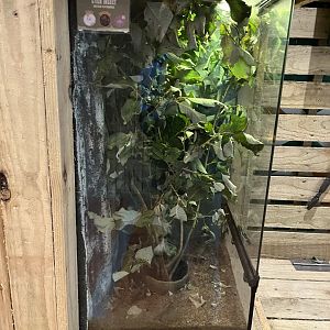 Saba stick insect terrarium 1.9.25