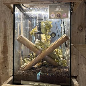 Sun beetle terrarium 1.9.25