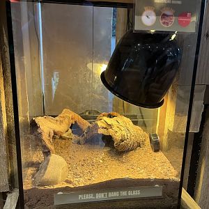 Mexican fireleg tarantula exhibit 1.9.25