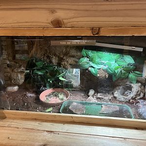 Red-footed tortoise exhibit 1.9.25