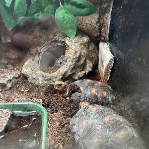 Red footed tortoises 1.9.25