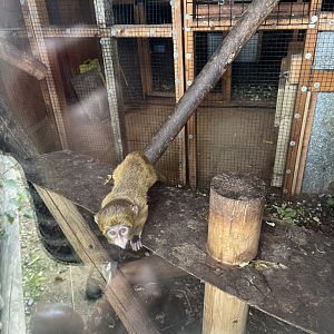 De brazza’s guenon youngster 1.9.25