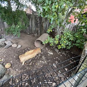 Six-banded armadillo enclosure 1.9.25
