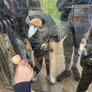 De brazza’s guenons interested in a toy 1.9.25