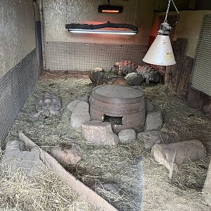 Sulcatta and meerkat indoors 1.9.25