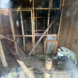 De brazza’s guenon indoors 1.9.25