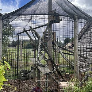De brazza’s guenon enclosure 1.9.25