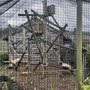De brazza’s guenon enclosure 1.9.25