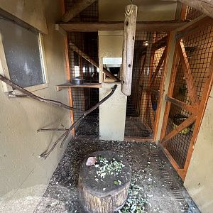 Ring-tailed lemur indoors 1.9.25