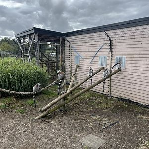 Ring-tailed lemurs 1.9.25
