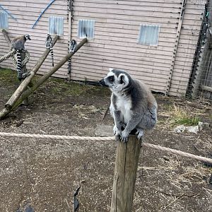 Ring-tailed lemur 1.9.25
