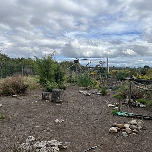 Ring-tailed lemur walkthrough 1.9.25