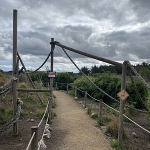 Ring-tailed lemur walkthrough 1.9.25