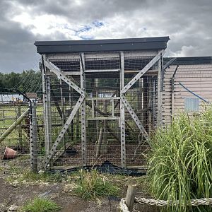 Ring-tailed lemur holding cage 1.9.25