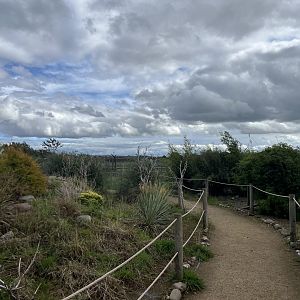 Ring-tailed lemur walkthrough 1.9.25