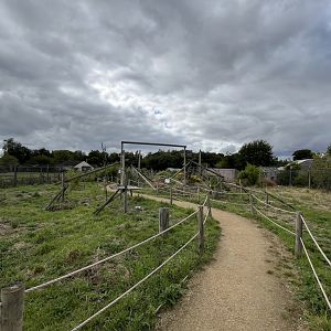 Ring-tailed lemur walkthrough 1.9.25