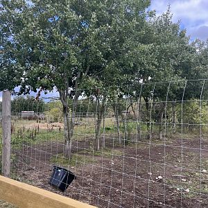 Grevy’s zebra enclosure 1.9.25