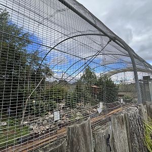 Mixed bird aviary 1.9.25