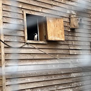 Von der decken’s hornbill 1.9.25