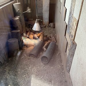 Dwarf mongoose indoors (couldn’t access outdoors) 1.9.25