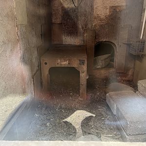 Six-banded armadillo indoors 1.9.25