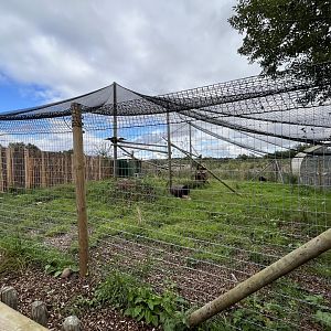 Fossa enclosure 1.9.25