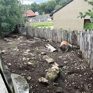 Six-banded armadillo enclosure 1.9.25