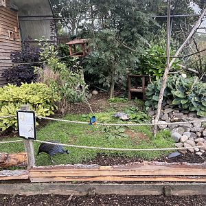 Mixed bird aviary 1.9.25