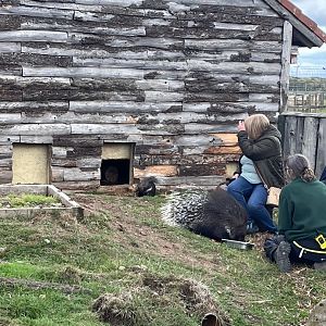 Cape porcupines being fed 1.9.25