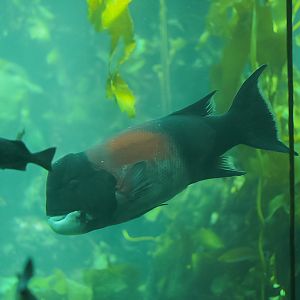 California Sheephead (male)