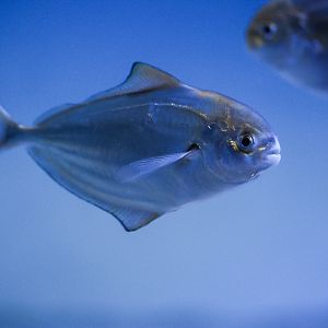 Pacific Pompano