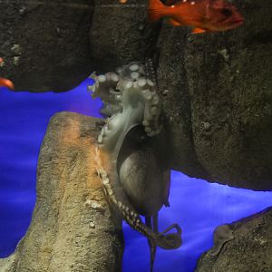 Giant Pacific Octopus