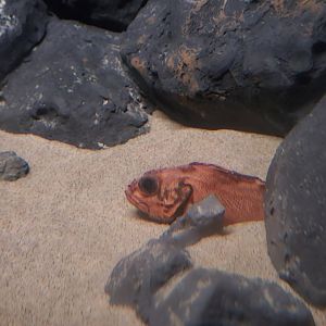 Shortspine Thornyhead*