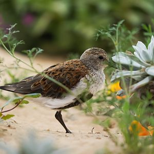 Dunlin