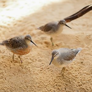 Red Knots