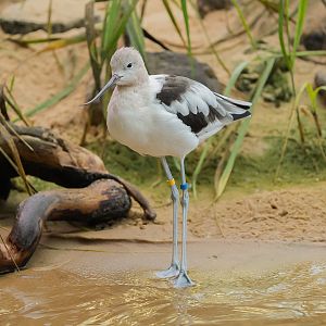 American Avocet