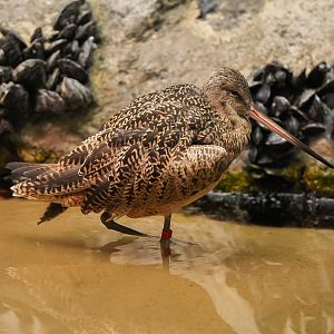 Marbled Godwit