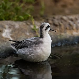 Red-Necked Phalarope