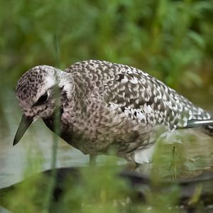 Black-Bellied Plover