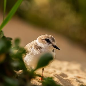 Snowy Plover