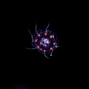 Red-spot Crown Jelly