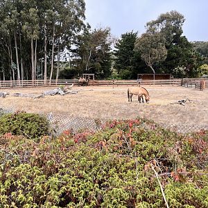 San Francisco Zoo Bactrian Camel and Przewalski's Horse Enclosure