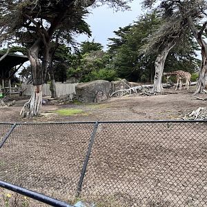 part of african mixed species habitat