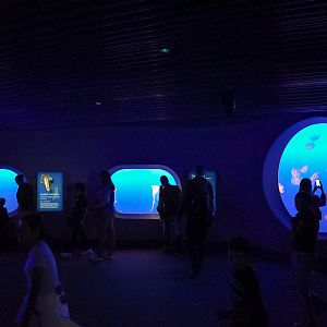 "Drifters Gallery" Jelly Tanks (Open Sea Gallery)