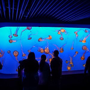 Pacific Sea Nettles Tank (Open Sea Gallery)