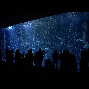 Open Sea (main tank) (with bubble curtain)